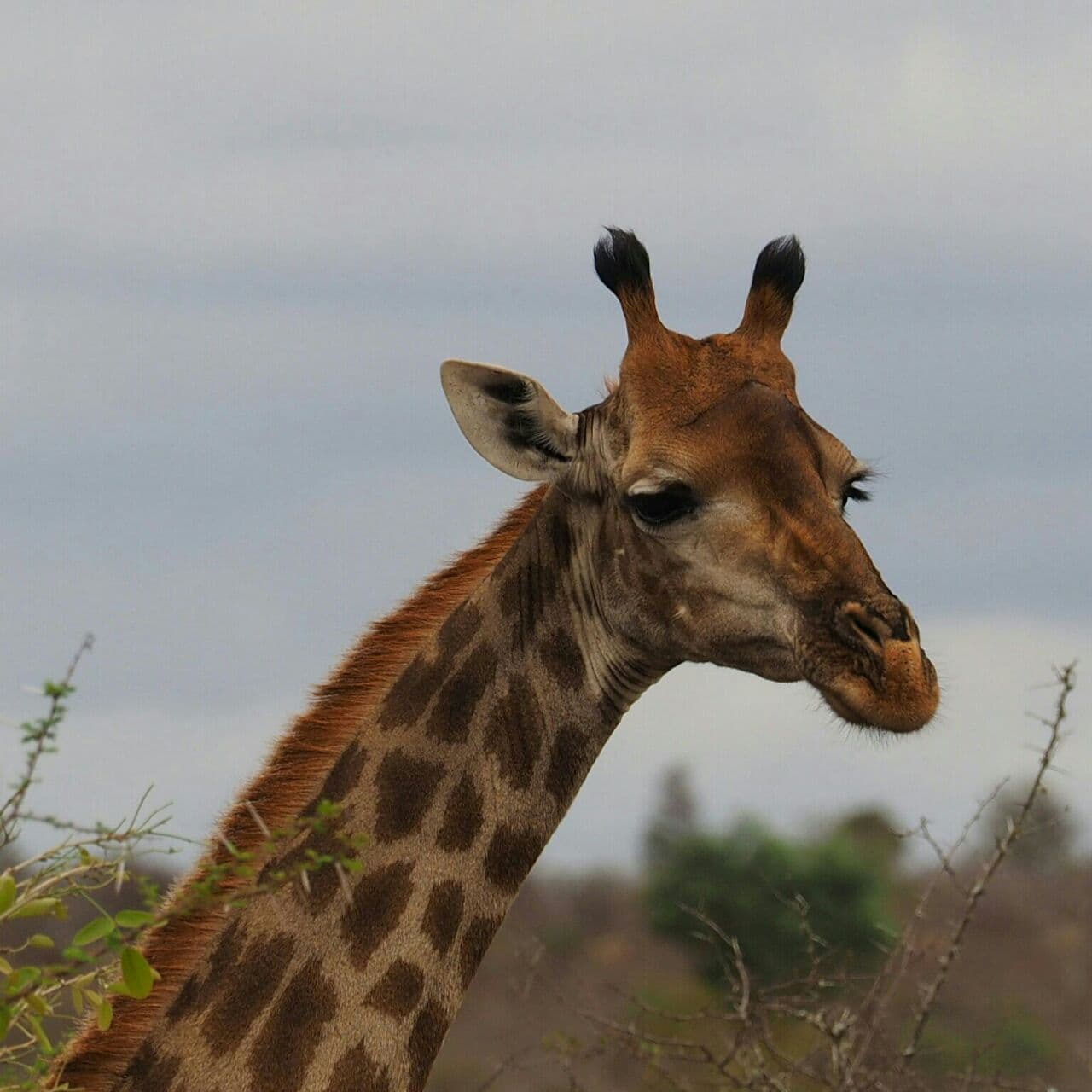 A giraffe pausing beside the road during a Mbazi Safaris game drive
