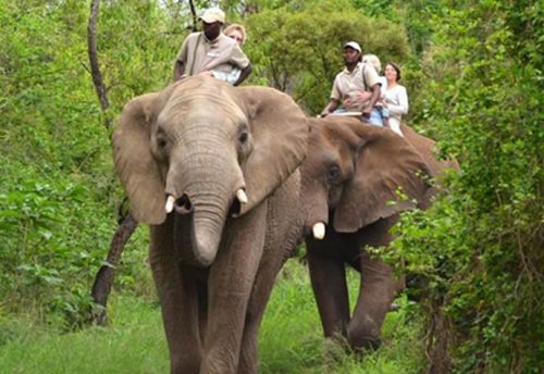Guests on a private up-close elephant interaction experience