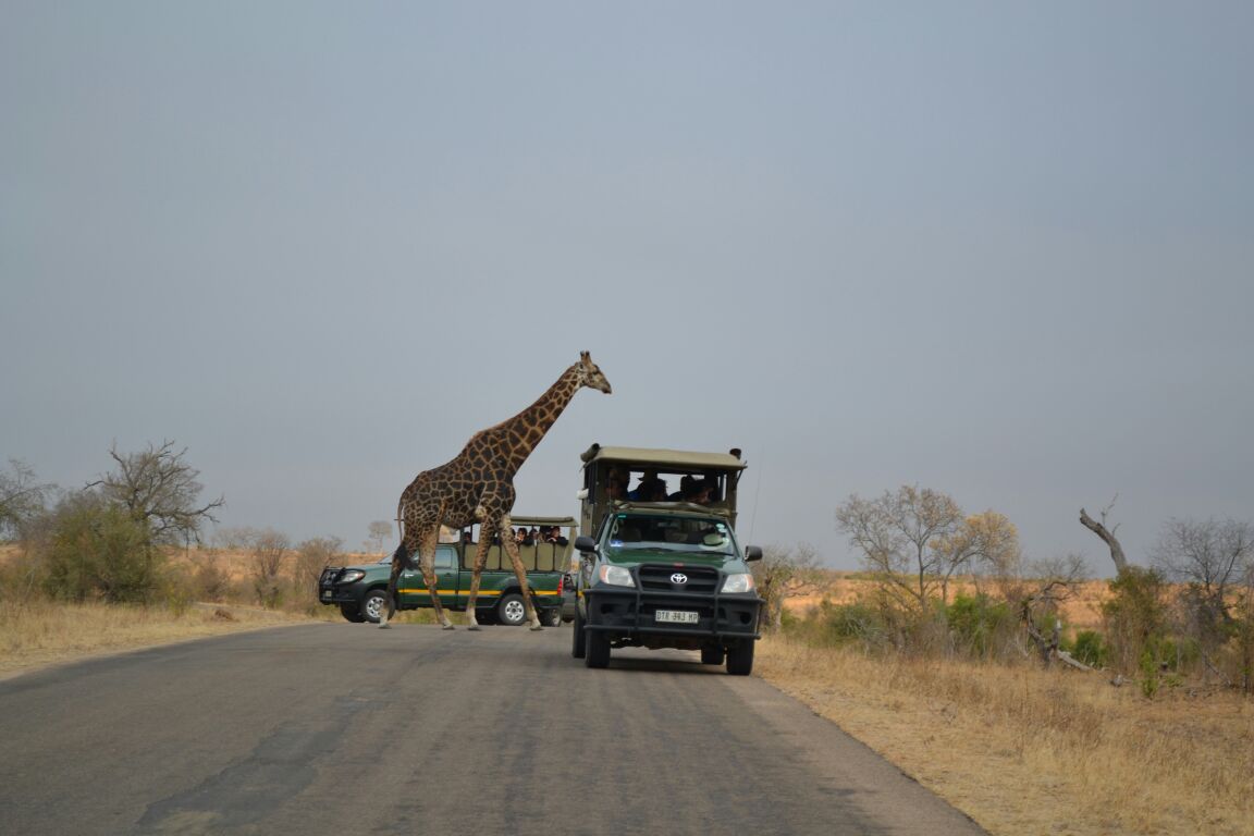 A giraffe crossing the road in front of open safari vehicles