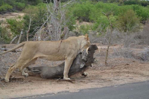 A lioness beside her kill in the Kruger bush during a full-day safari
