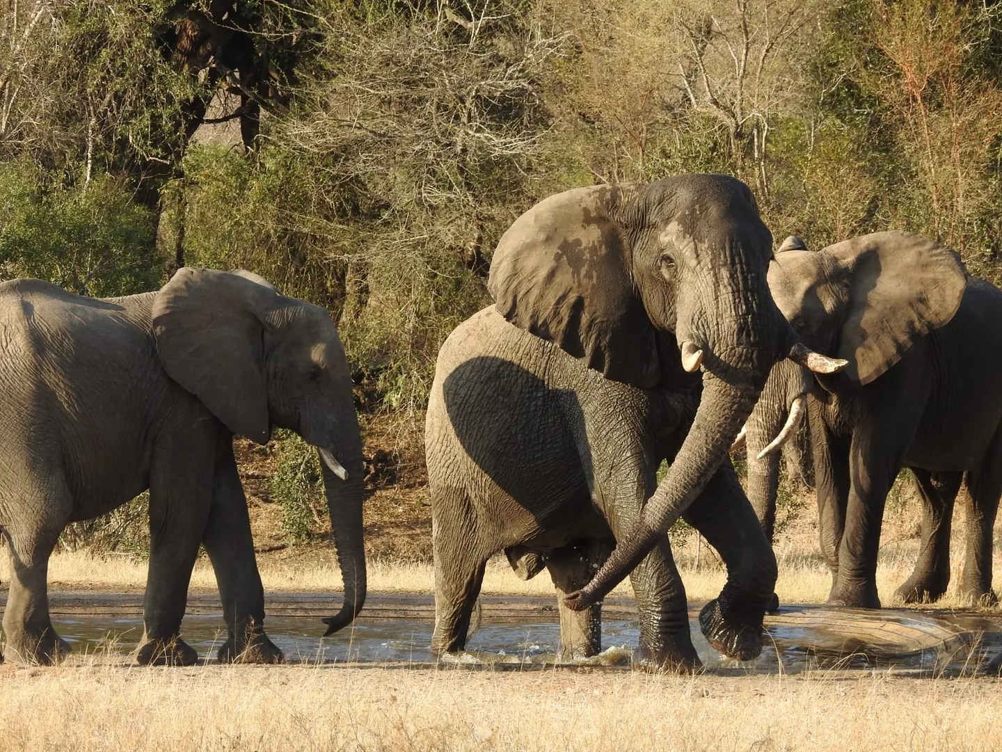 Elephant herd gathering at a waterhole in the bush