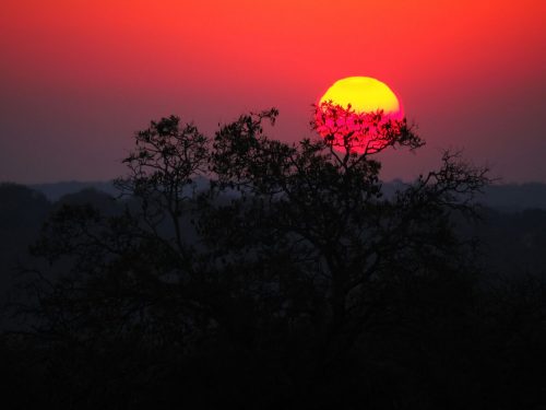 A dramatic red African sunset behind an acacia tree